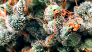 Identifying Quality Cannabis Flower
