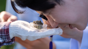 what-is-craft-cannabis